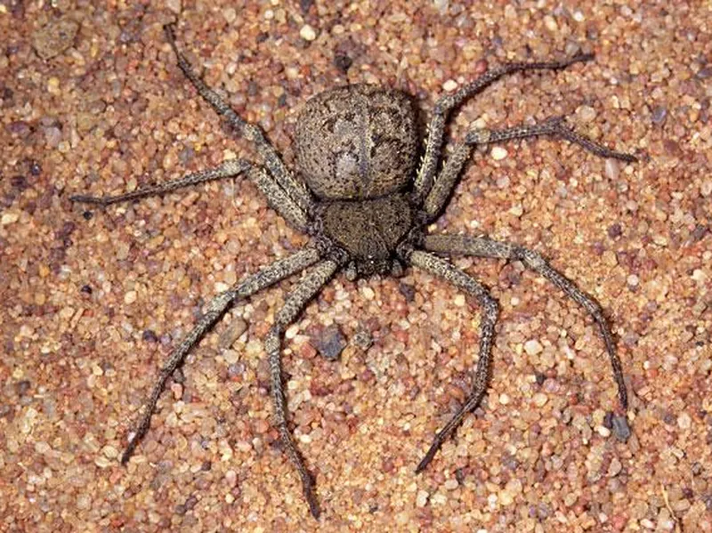 Six-Eyed Sand Spider