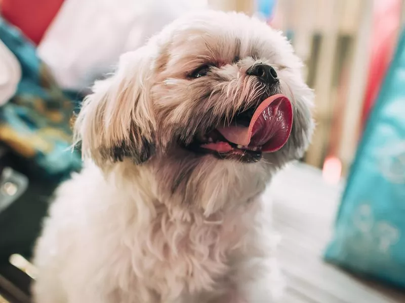 A panting teacup sized Shih Tzu