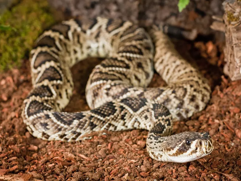 Eastern Diamondback Rattlesnake (Crotalus Adamanteus)
