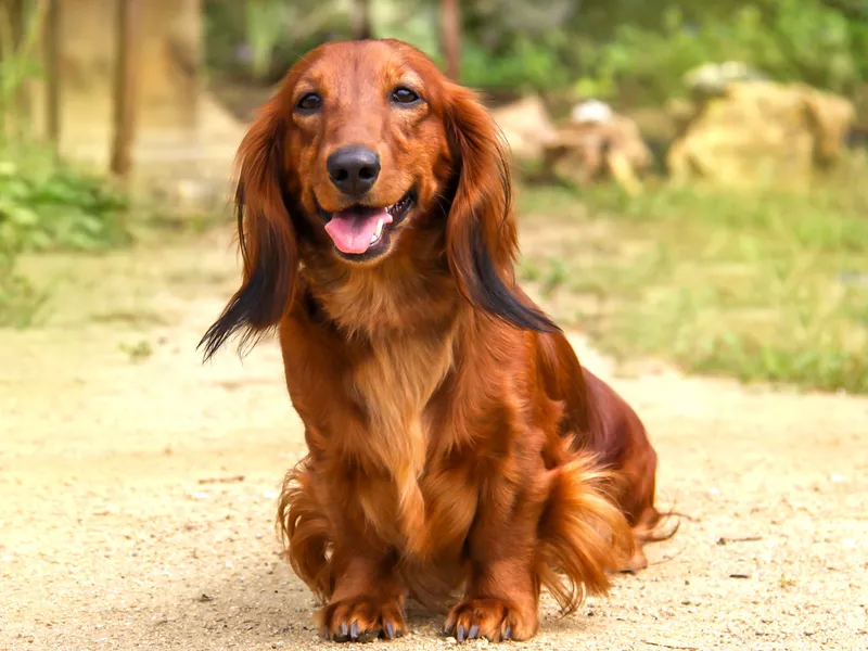 Dachshund