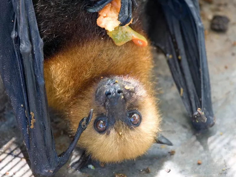 Fruit bats