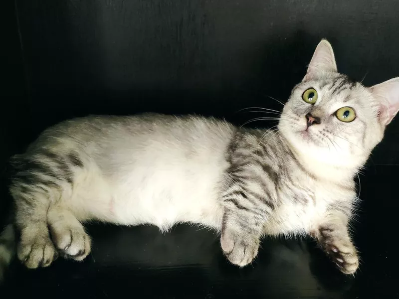 Shortleg Munchkin kitten tabby