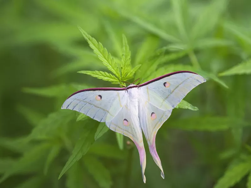 Luna Moth