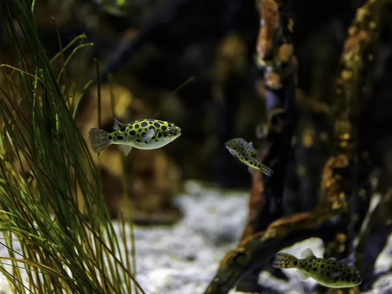 Green pufferfish or speckled pufferfish (Dichotomyctere nigroviridis) in an aquarium with marine vegetation