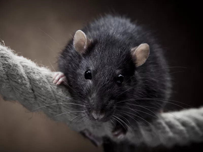 Black rat on a rope