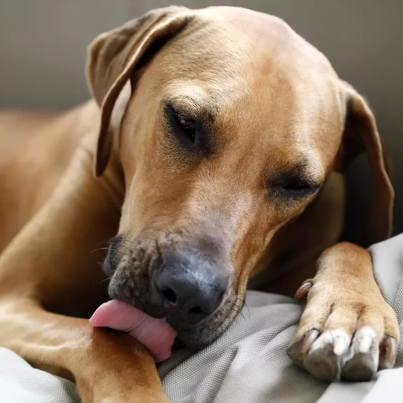 Dog licking paw