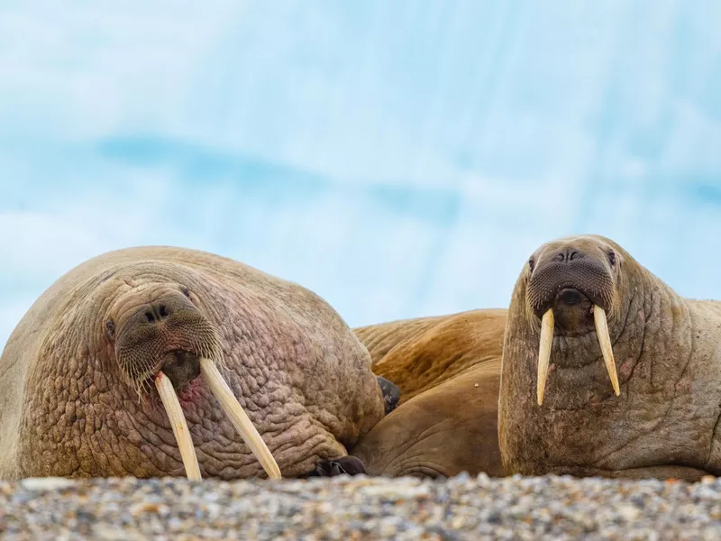 Walruses on beach
