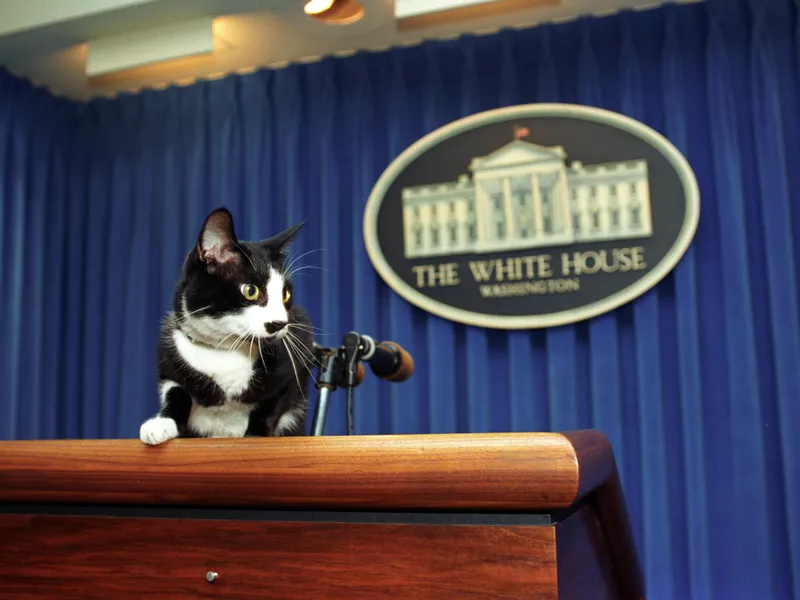 Socks the White House cat