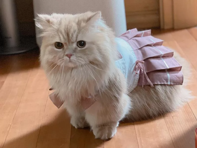 Munchkin