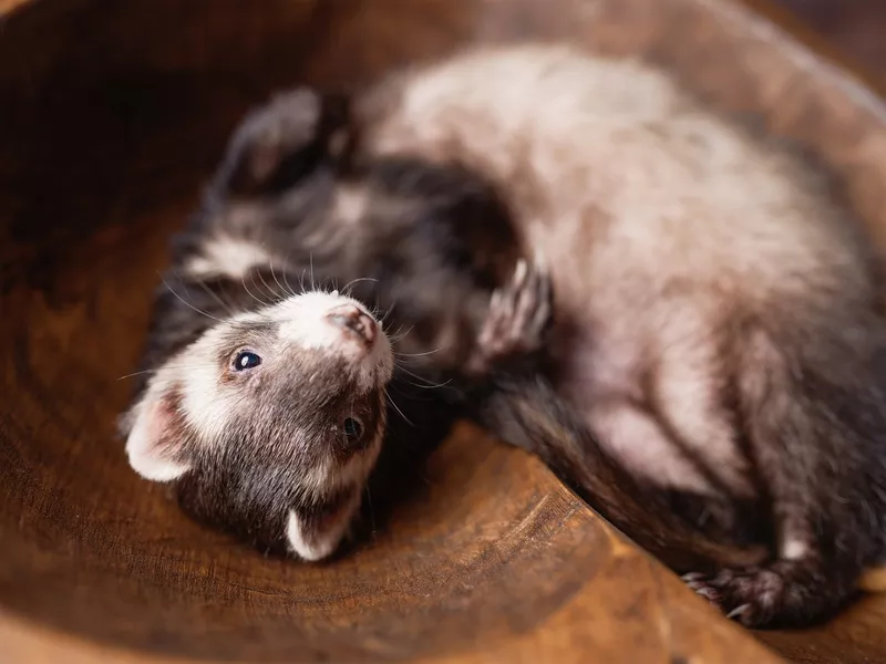 Sable ferret posing