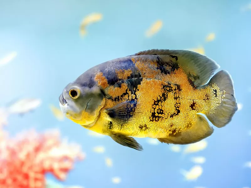 Oscar Fish