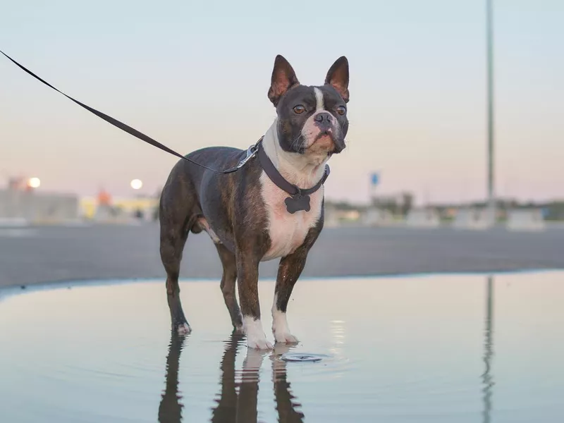 Boston Terrier