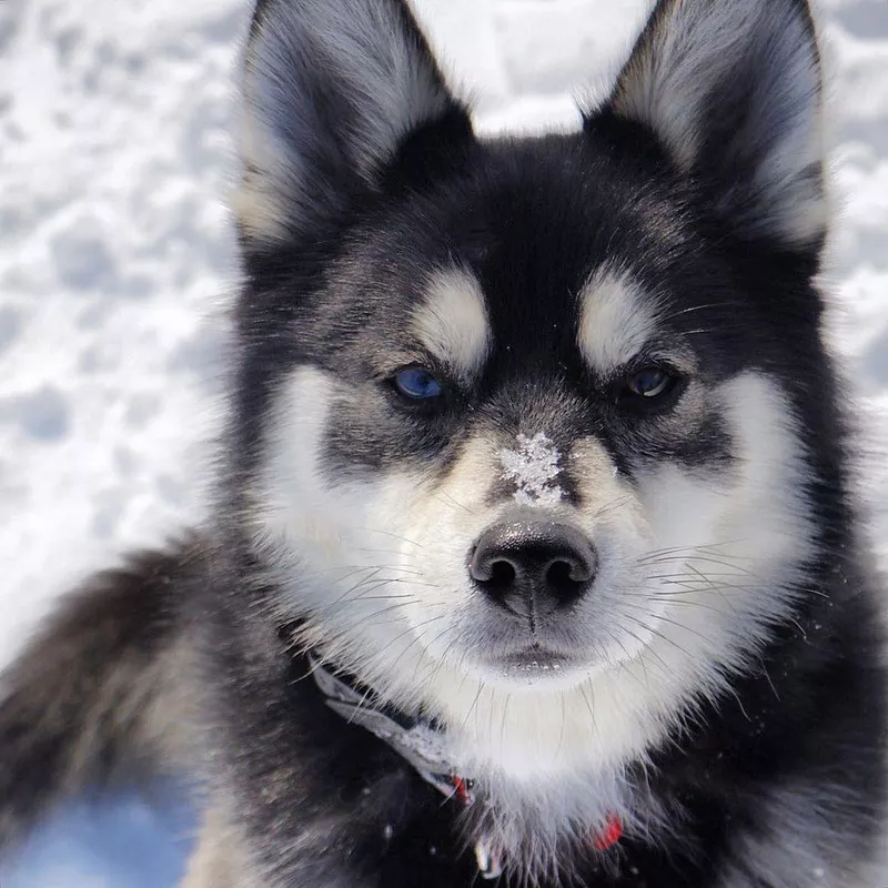 Bottom Line: Pomeranian Husky Mix