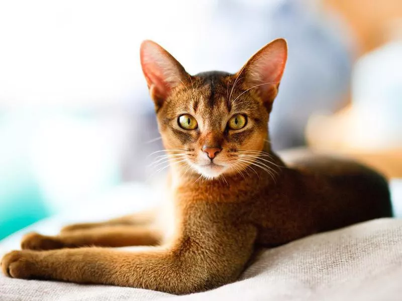 young Abyssinian cat in action