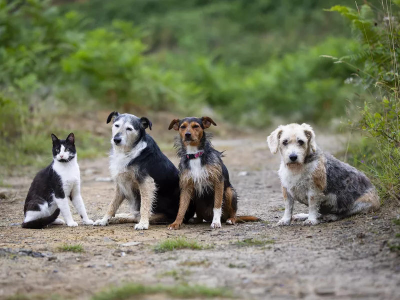 Three dogs and a cat sitting on a forest path