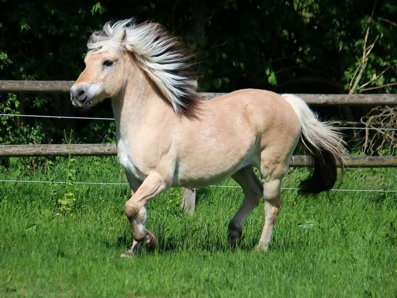Fjord horse in the sunshine