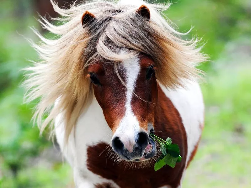 Miniature Horse