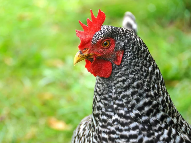 Maran Chicken