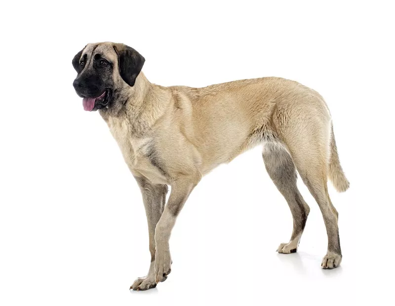 Kangal shepherd