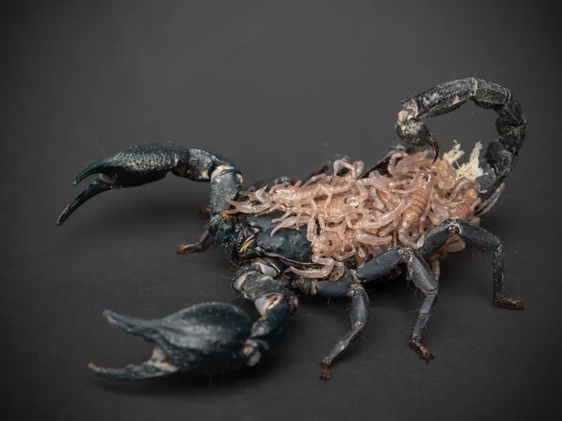 scorpion and baby