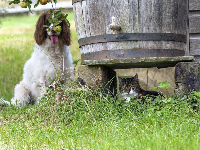 Hide and seek with dog and cat