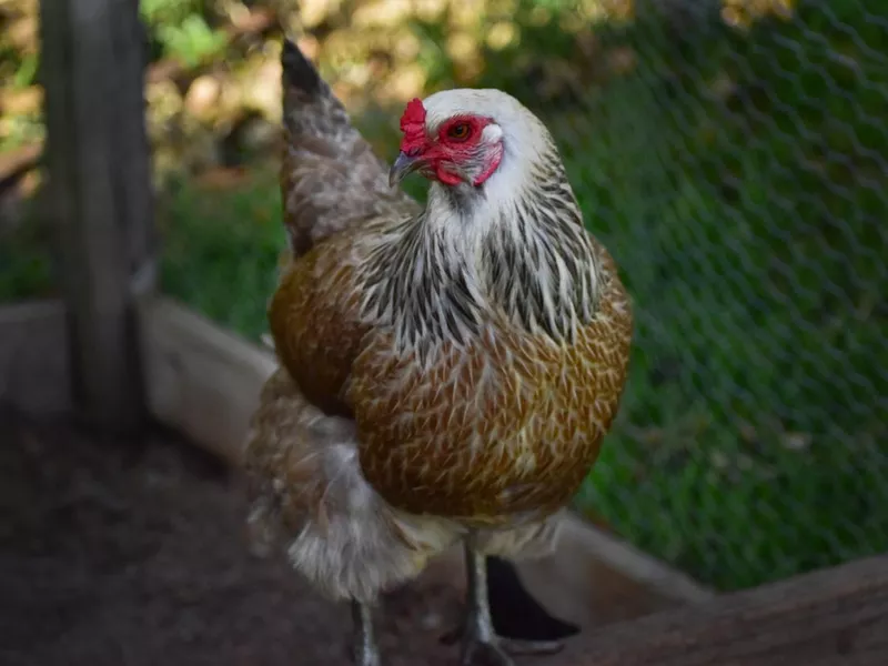 Curious Ameraucana and egg color