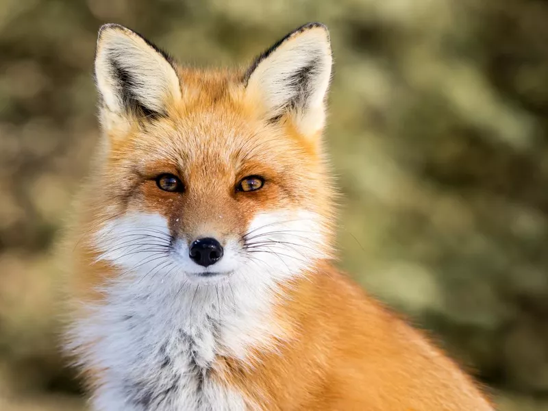 Red Fox - Vulpes vulpes
