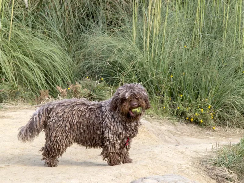 Spanish water dog playing