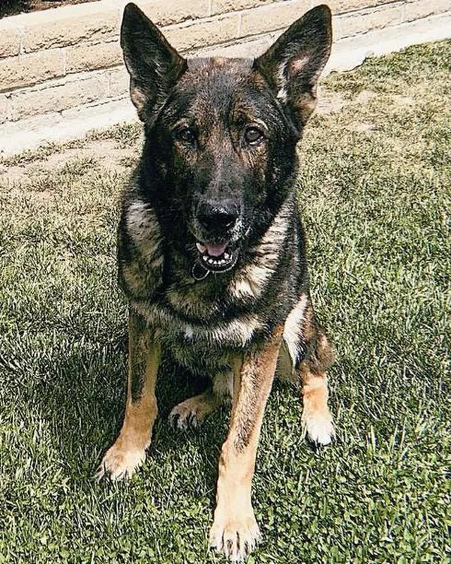 Bruno, a police dog