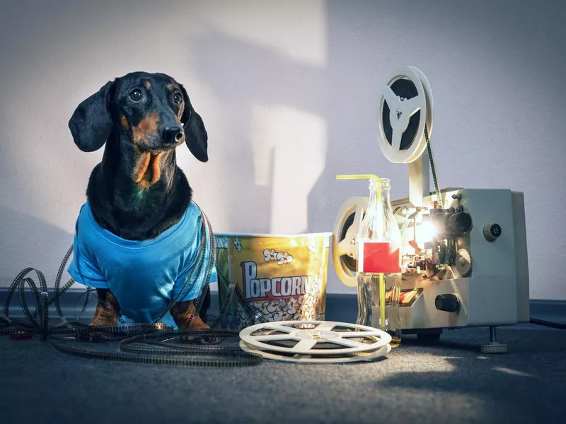 Dog watching movie