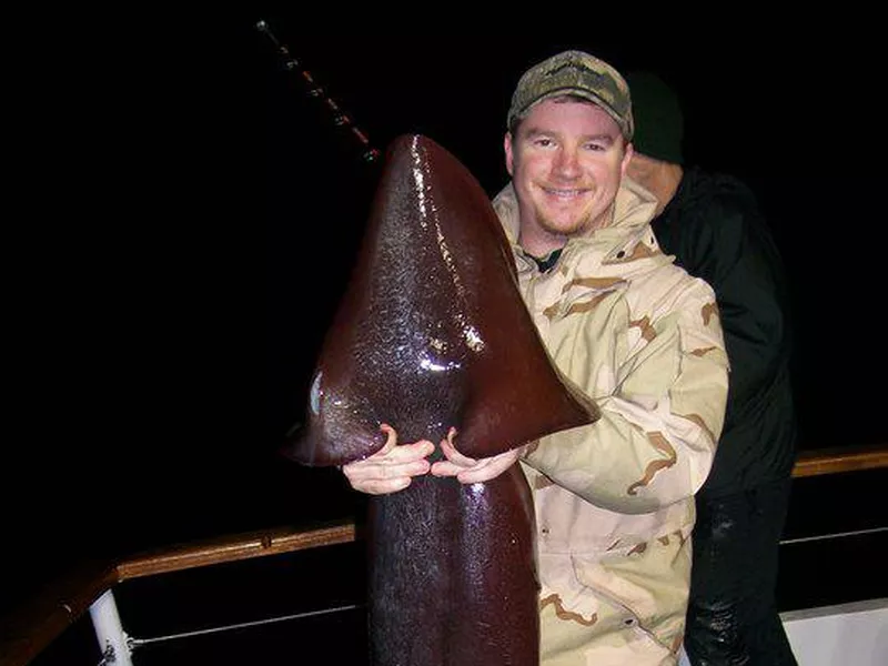 Giant Humboldt squid
