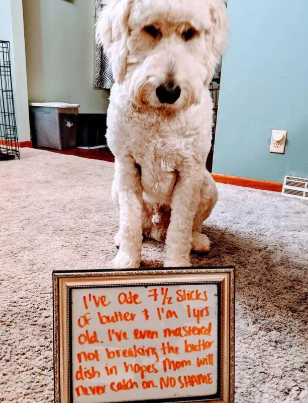 Butter-eating dog
