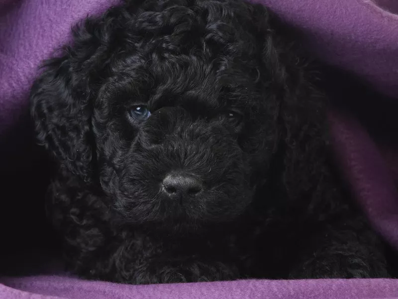 Cute barbet puppy