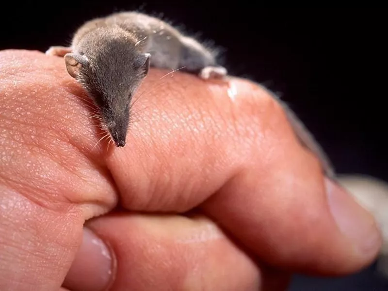 Etruscan Shrew