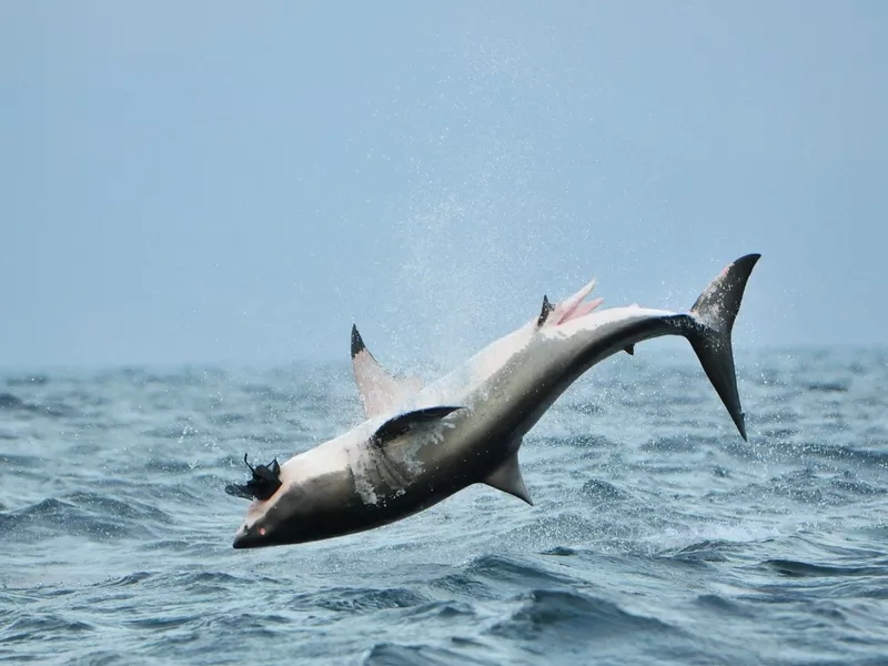 Great white shark jumping out of the water