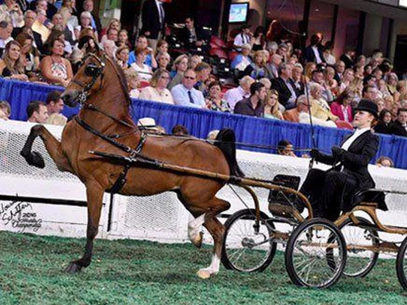 Hackney Breed Horse