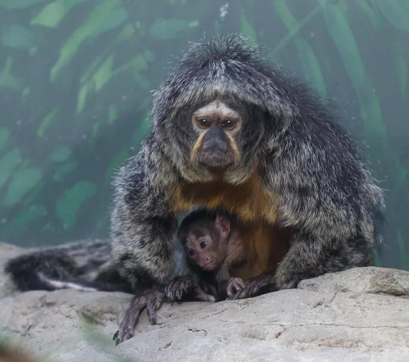 Animals at Como Zoo
