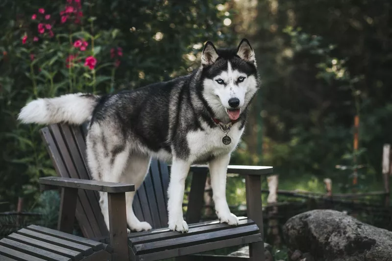 Siberian husky
