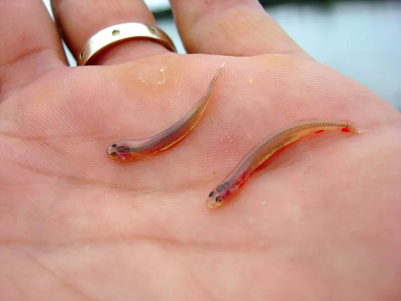 Candiru Fish