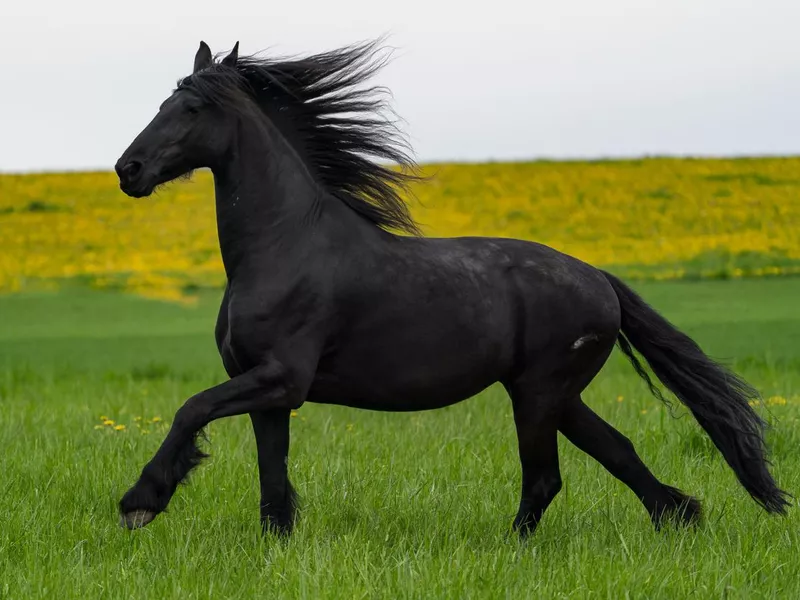 Black friesian horse gallop