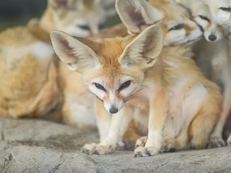 Fennec fox