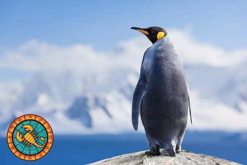 Penguin