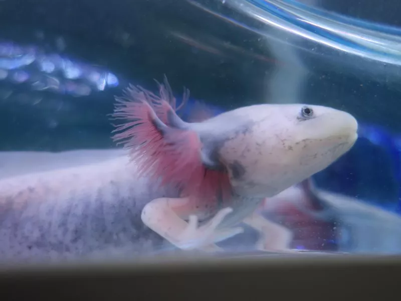 Axolotl