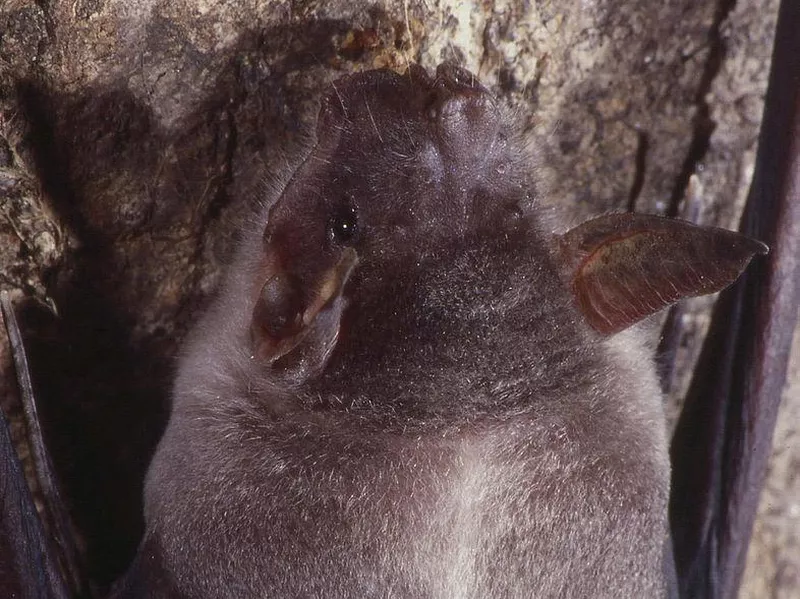 fishing bat