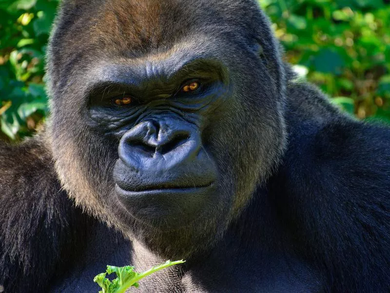 Gorilla
