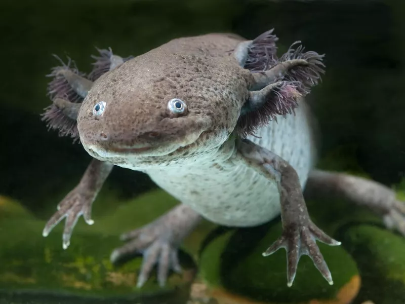 Axolotl swimming in an aquarium tank