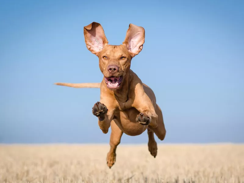 Running hungarian vizsla