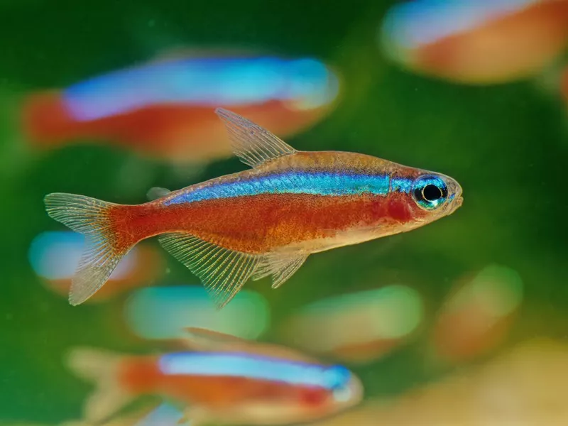 Cardinal tetra
