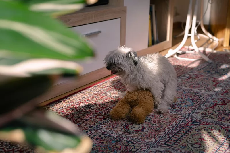 Small dog humps toy
