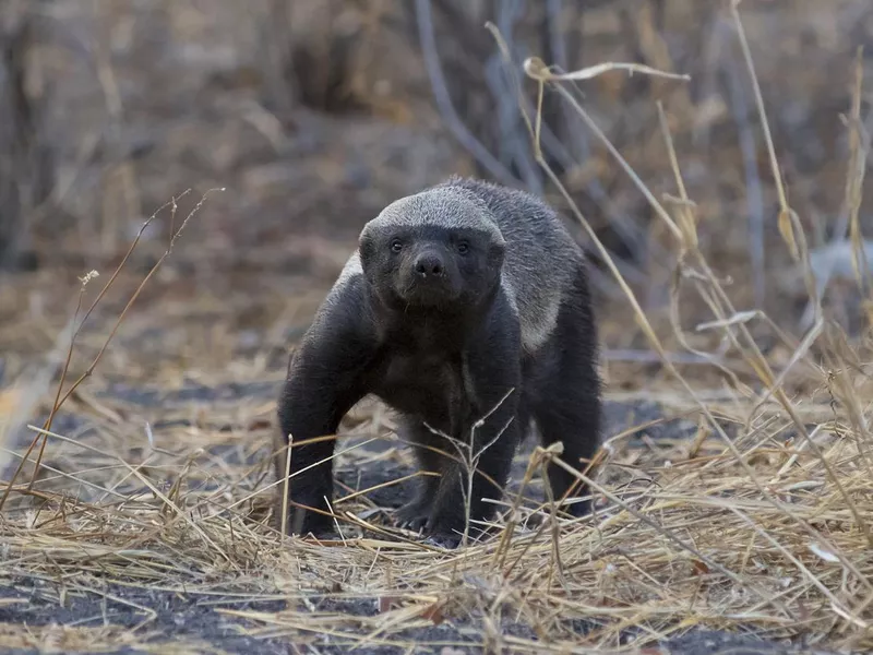 Honey Badger